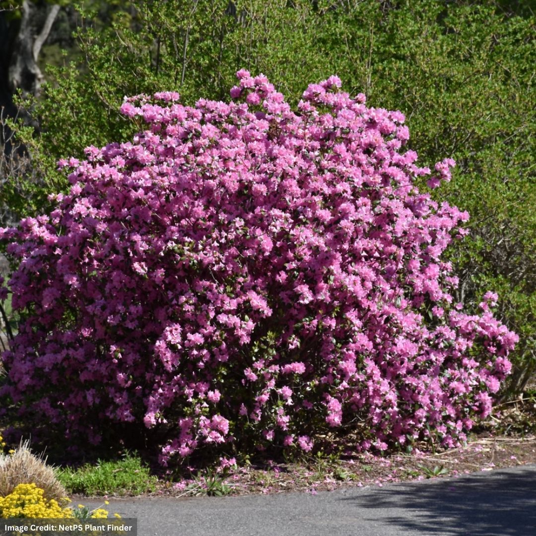 Rhododendron – P.J.M. Elite – #3 Container
